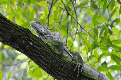 Lizard on tree branch