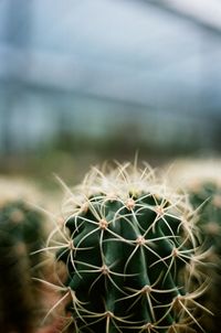 Close-up of cactus plant against sky