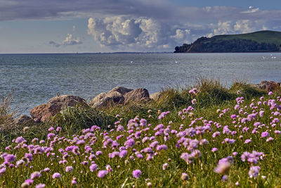 Purple flowering plants by sea against sky