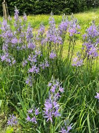 Close-up of purple flowering plants on field