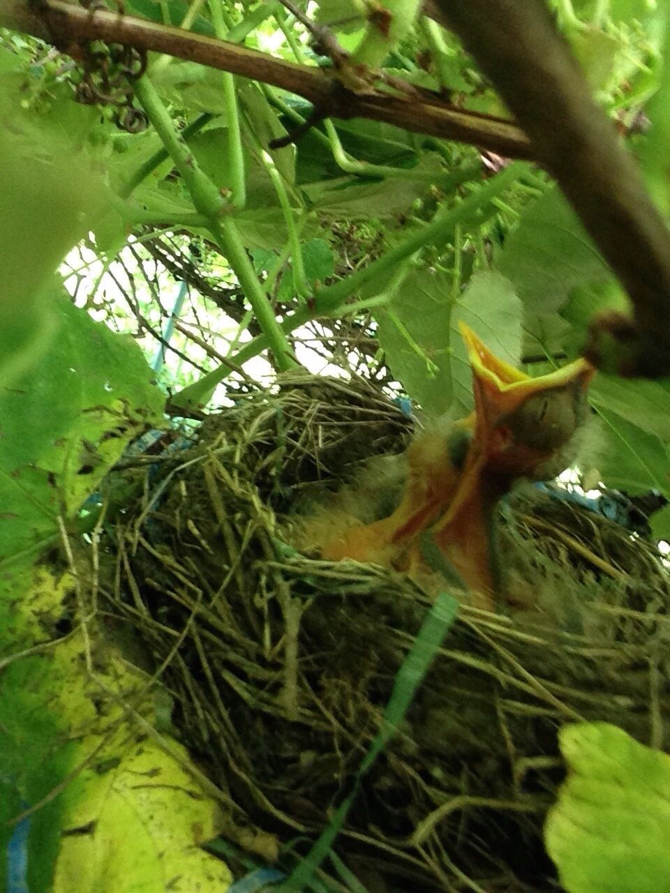 Bird through the Grapevine