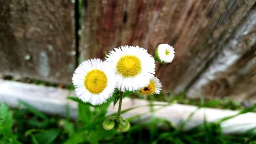 Close-up of daisy