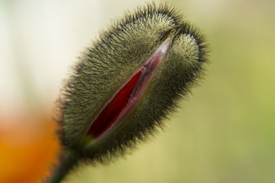 Close-up of caterpillar