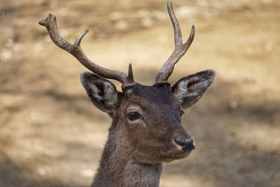 Close-up of deer