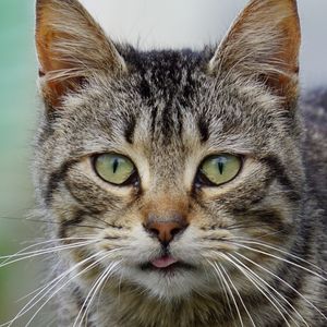 Close-up portrait of a cat