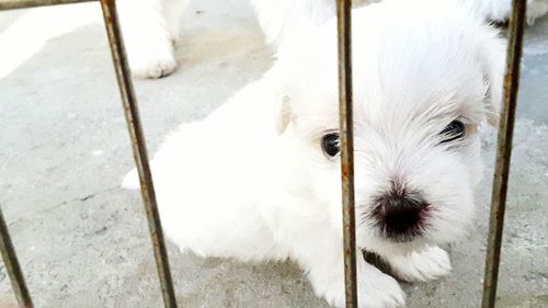 Close-up of white dog