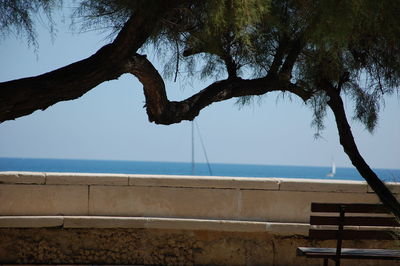 Tree by sea against sky