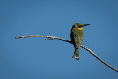 Little bee-eater turns head on dead branch