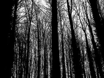 Low angle view of bare trees in forest