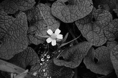 High angle view of flowering plant leaves