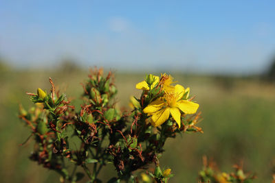 Close-up of yellow flowering plant on field