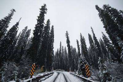 Trees against sky during winter