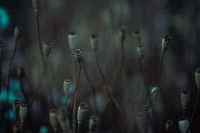 High angle view of plants growing on field