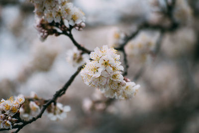 Close-up of cherry blossoms on tree