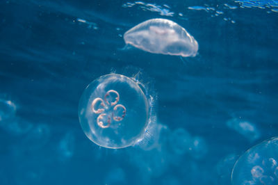 Close-up of jellyfish swimming in sea