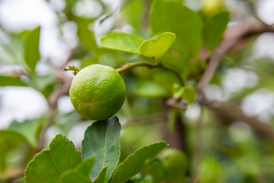 Close-up of fruit growing on tree