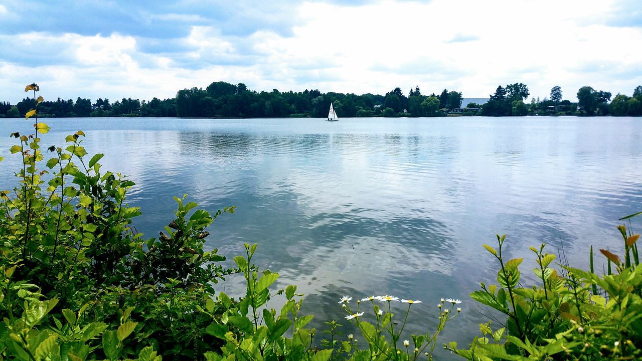 water, plant, sky, tree, scenics - nature, cloud - sky, beauty in nature, tranquility, lake, tranquil scene, nature, day, growth, no people, non-urban scene, green color, reflection, idyllic, outdoors