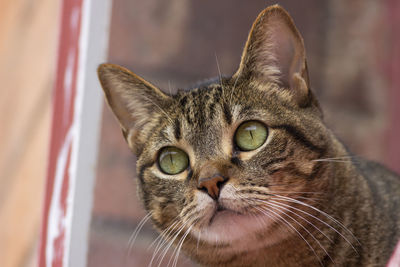 Close-up portrait of a cat