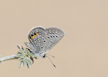 Close-up of butterfly perching on white background