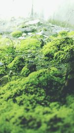 Moss growing on tree trunk