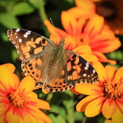 Close-up of butterfly pollinating on orange flower