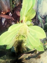 High angle view of green leaves on land