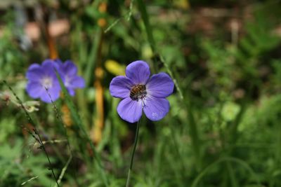 Close-up of purple flowering plant on field