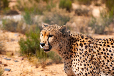 Side view of a cat on land