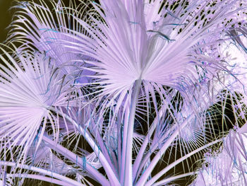 Close-up of purple flowering plants