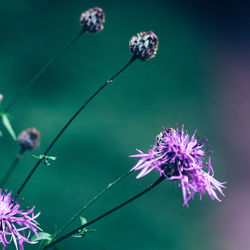 Close-up of purple thistle blooming outdoors