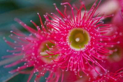 Close-up of passion flower blooming outdoors