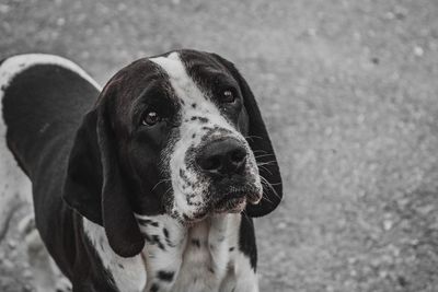 Close-up portrait of a dog