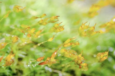 Close-up of moss and sporophyte