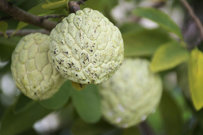 Close-up of fresh white flower