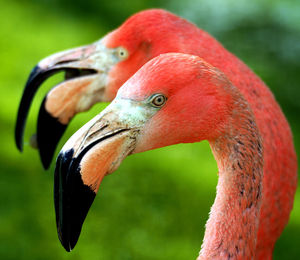 Two flamingos