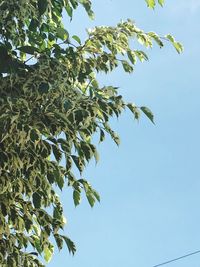 Low angle view of tree against clear blue sky