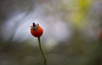 Close-up of tomato