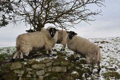 Portrait of sheep on a stone wall under a tree in a snowy field