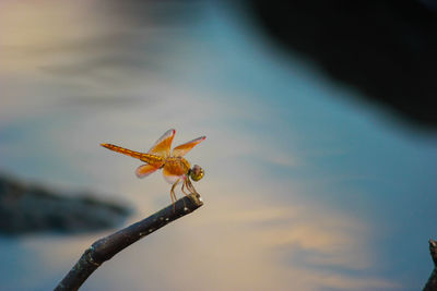 Close-up of insect on plant against sky