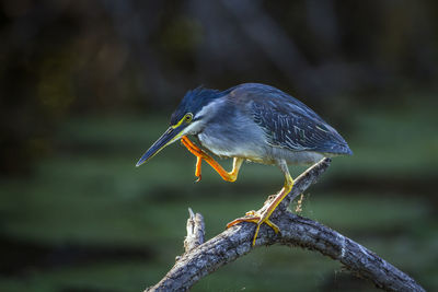 Close-up of a bird