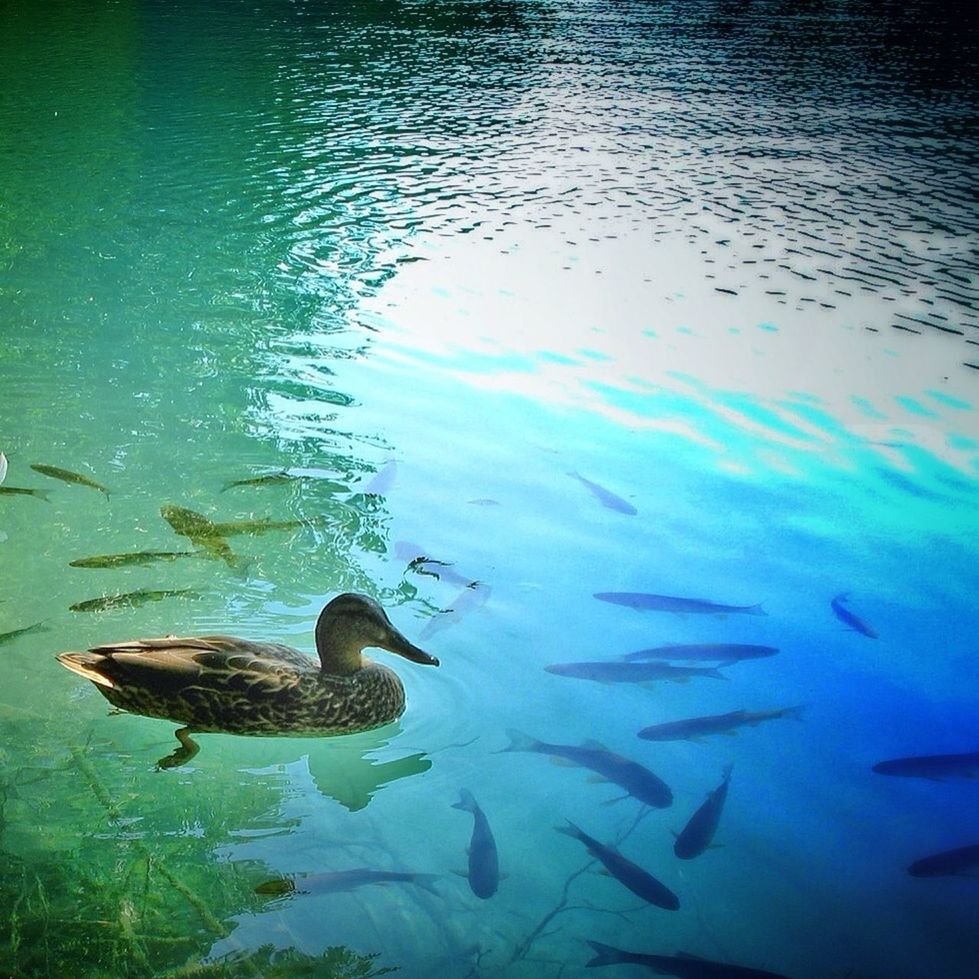 animal themes, animals in the wild, wildlife, water, bird, swimming, lake, one animal, nature, reflection, waterfront, duck, beauty in nature, zoology, outdoors, rippled, high angle view, blue, no people, two animals