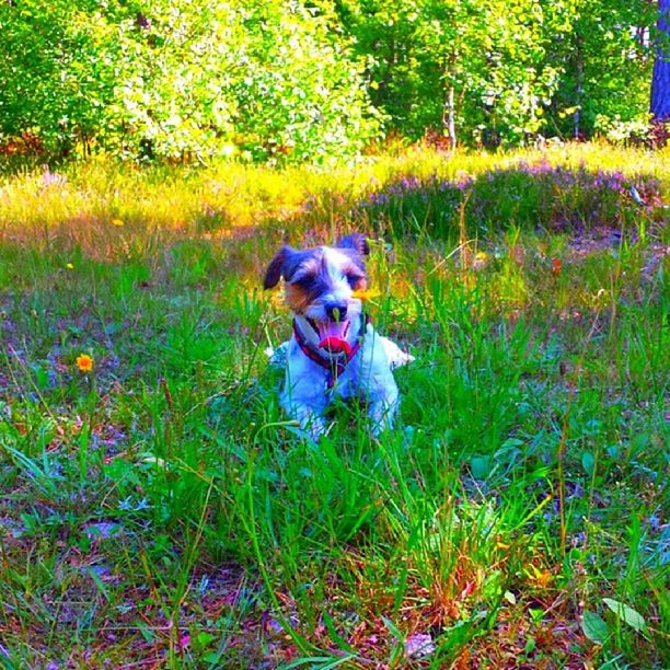 dog, pets, domestic animals, one animal, animal themes, grass, mammal, field, looking at camera, portrait, pet collar, full length, sticking out tongue, sitting, grassy, growth, plant, pet leash, running, playful