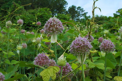 Purple flowers blooming outdoors