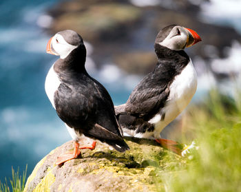 Close-up of puffins perching outdoors