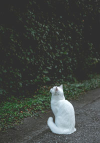 Side view of white cat sitting on road