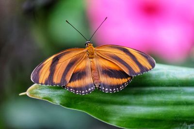 Close-up of butterfly pollinating flower