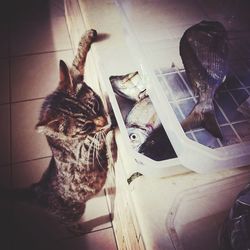 High angle view of cat on floor at home