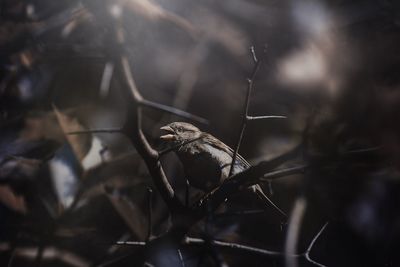 Close-up of bird on dry leaf