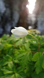 Close-up of water on plant