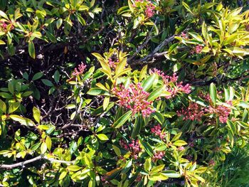 Close-up of fruits growing on tree